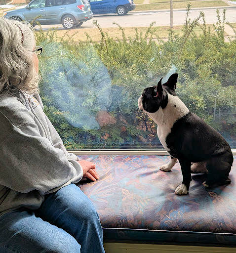 The “Sight Seeing” Game: Quieting Your Barking Dog