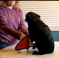 How to Train Your Dog to Love Their Harness: The “Gear Up!” Game