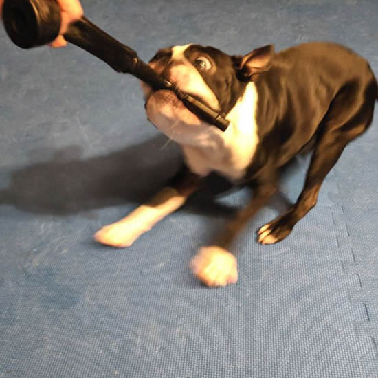 The Best Dog Training Game: How to Teach Tug