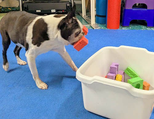 Fading Out Treats in Dog Training: When (and How) to Stop Rewarding