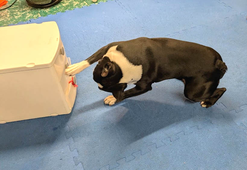 Dog Training Games – You Can Quit. But You Can’t Give Up